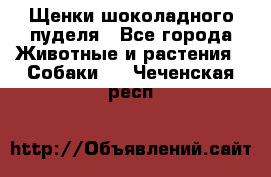 Щенки шоколадного пуделя - Все города Животные и растения » Собаки   . Чеченская респ.
